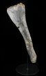 Camptosaurus Tibia With Custom Metal Stand #56364-1